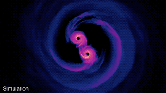 Two black holes, shown as black circles, orbit each other in this simulation. Surrounding each black hole is a swirl of gas depicted in shades of bright yellow to hot pink. The gas swirls around the black hole like a pinwheel. As the two orbit, they each leave trails of gas that fades from the hot pink to shades of purple as it forms one large disk surrounding both black holes. The very center of the image is blocked out with a black circle, which is a region that the computer simulations did not model. The image is watermarked: “Simulation.” 
